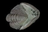 Long, Partially Enrolled Flexicalymene Trilobite - Mt Orab, Ohio #137491-2